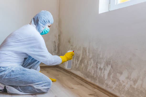 Licensed Basement Mold Remediation service in Marbury, MD - WQB Mold Removal
